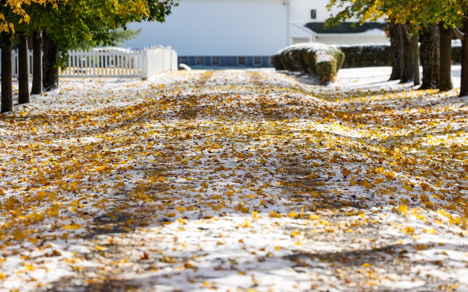 111025 snow cox carm