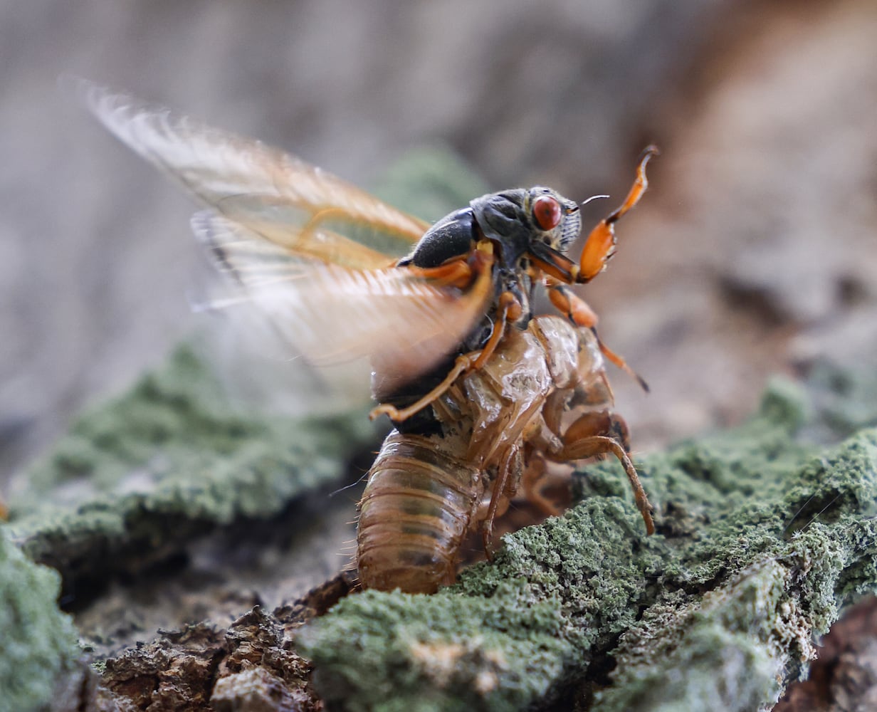 Caesar Creek State Park Cicadas 052825 DDN