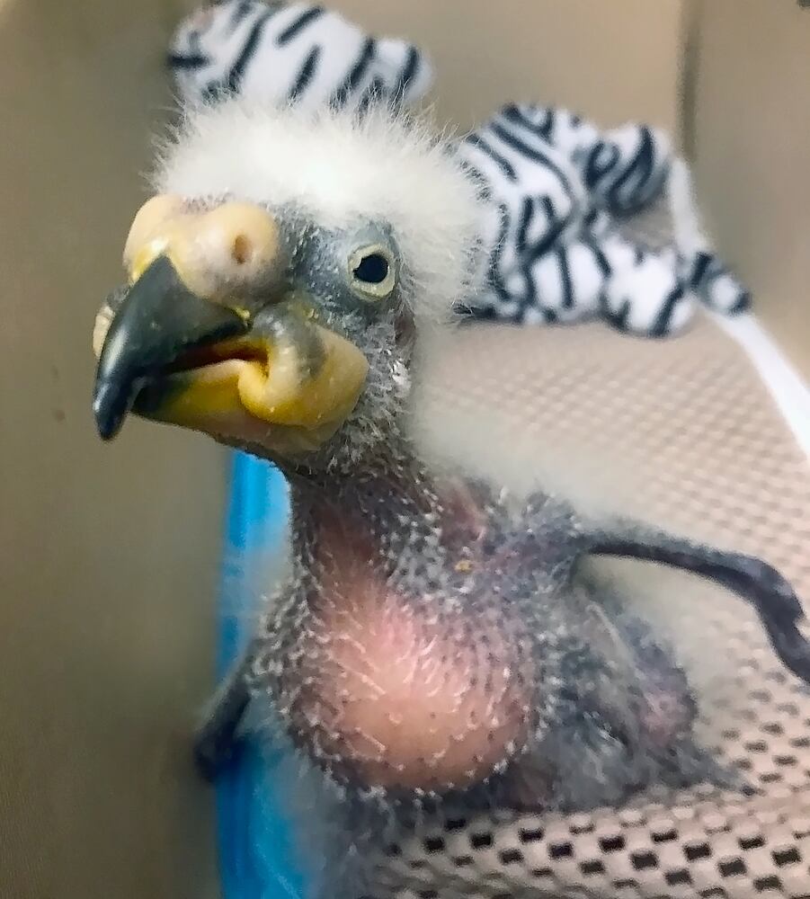 PHOTOS: Fall in love with Cincinnati Zoo babies