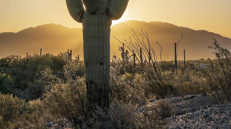 “Saguaro Cactus with Bird at Sunrise” taken in Arizona by Bro. John Lemker, currently on view at Gallery St. John. CONTRIBUTED
