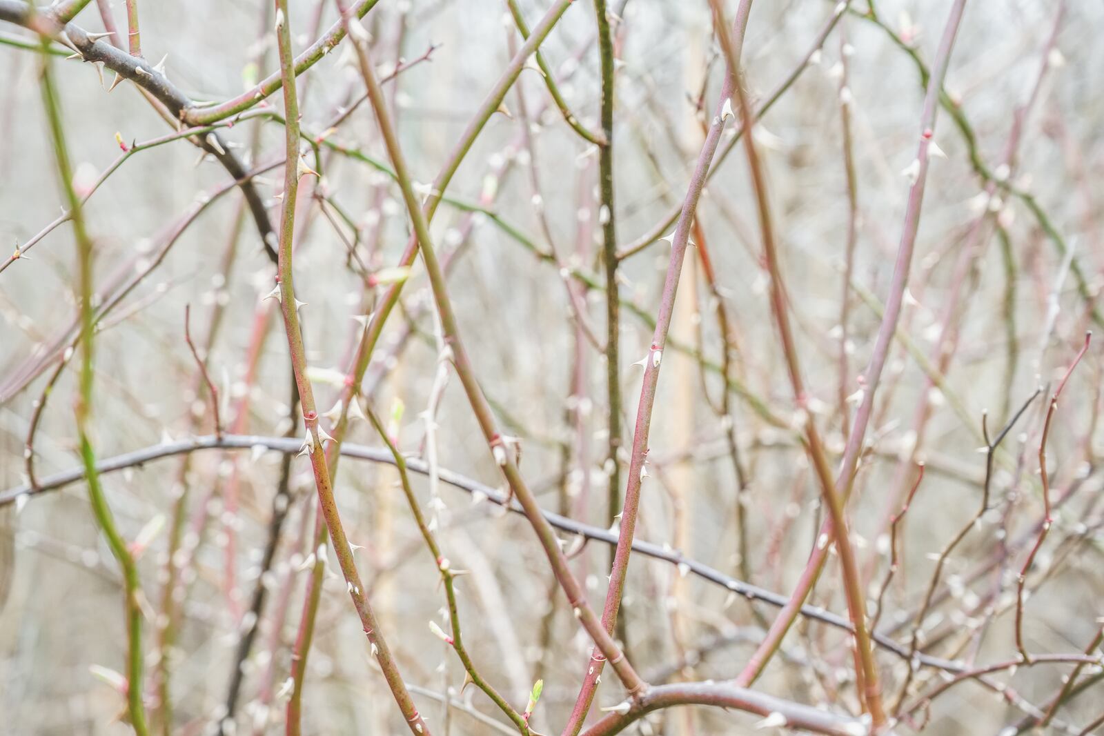 Sean Wilkinson's "Flora" will be exhibited by The Contemporary Dayton through Dec. 21. CONTRIBUTED