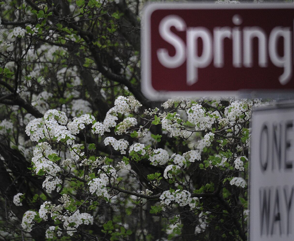 Spring allergy season