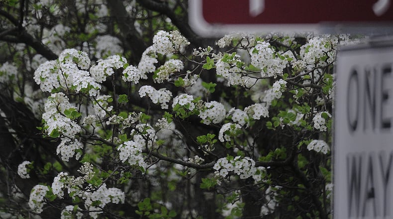 Spring allergy season has arrived in the Dayton area. MARSHALL GORBY\STAFF