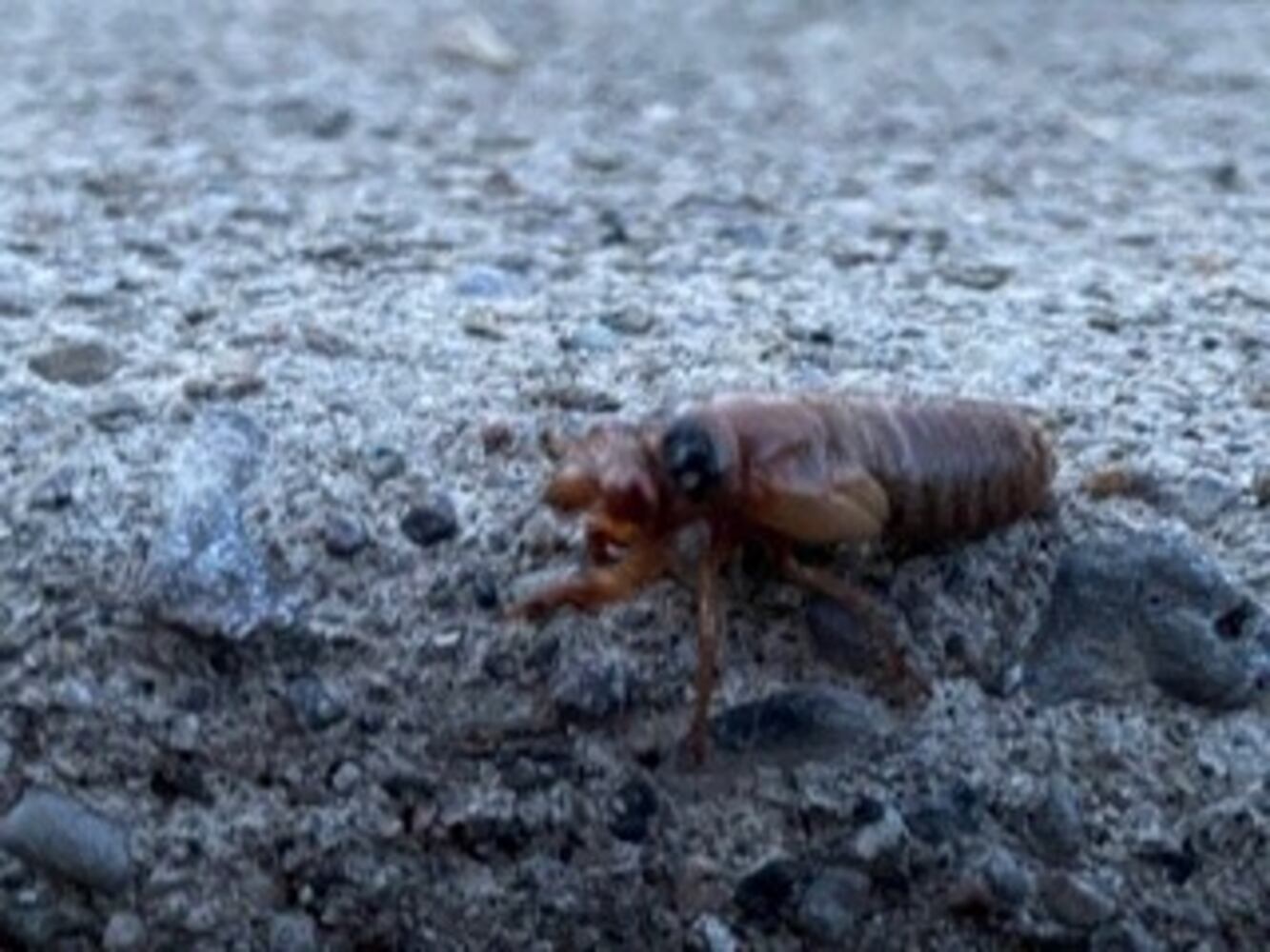 Cicadas Oakwood