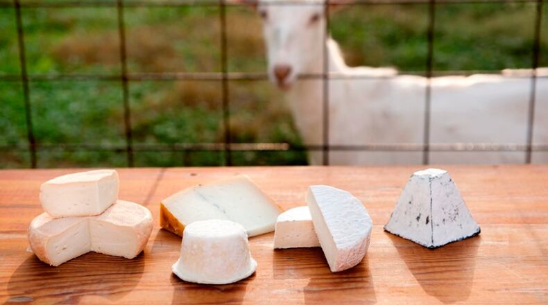 From left: Fleur de la Vallee, Amoureux, Miette, Coeur du Clos and Bloomsdale — five goat cheeses made by Baetje Farms, at the dairy in Bloomsdale, Mo., Oct. 8, 2015. Run by a couple who left a rural Mennonite community to get serious about the dairy business, Baetje Farms now makes goat cheeses touted by many as some of the best in America, if not the world.