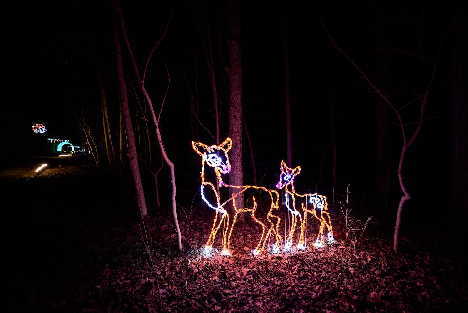 PHOTOS: Holiday Lights dazzle at Lost Creek Reserve in Troy