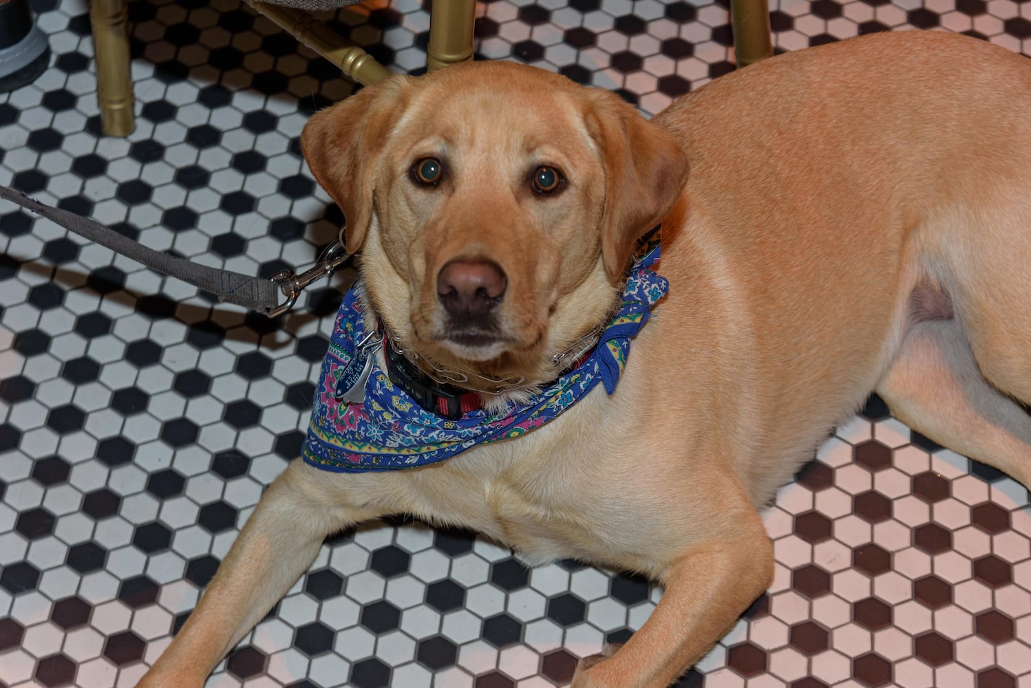 PHOTOS: Did we spot you at the Pet Afflaire Gala at the Dayton Arcade?