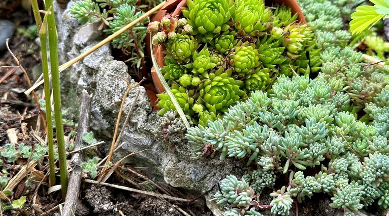 The succulent plants in her Dayton backyard remind Kathleen Tandy of California, her home state. ROBIN McMACKEN/STAFF