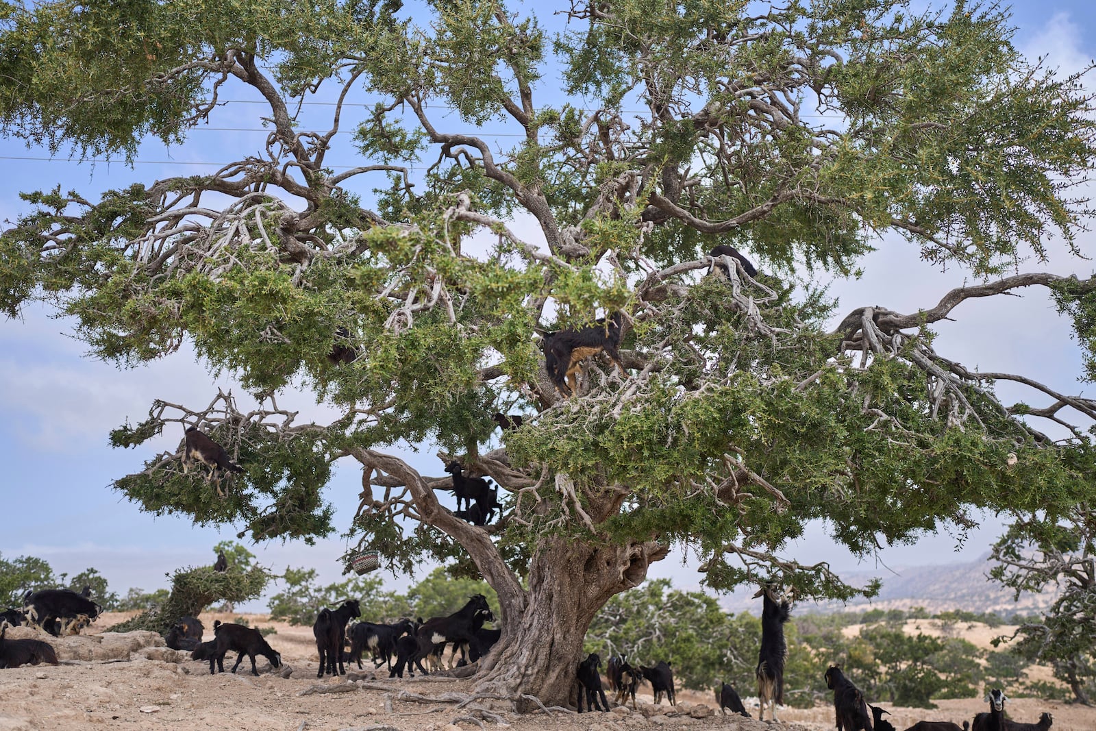 Goats climb and feed on an argan tree in Essaouira, Morocco, Thursday, May 22, 2025. (AP Photo/Mosa'ab Elshamy)