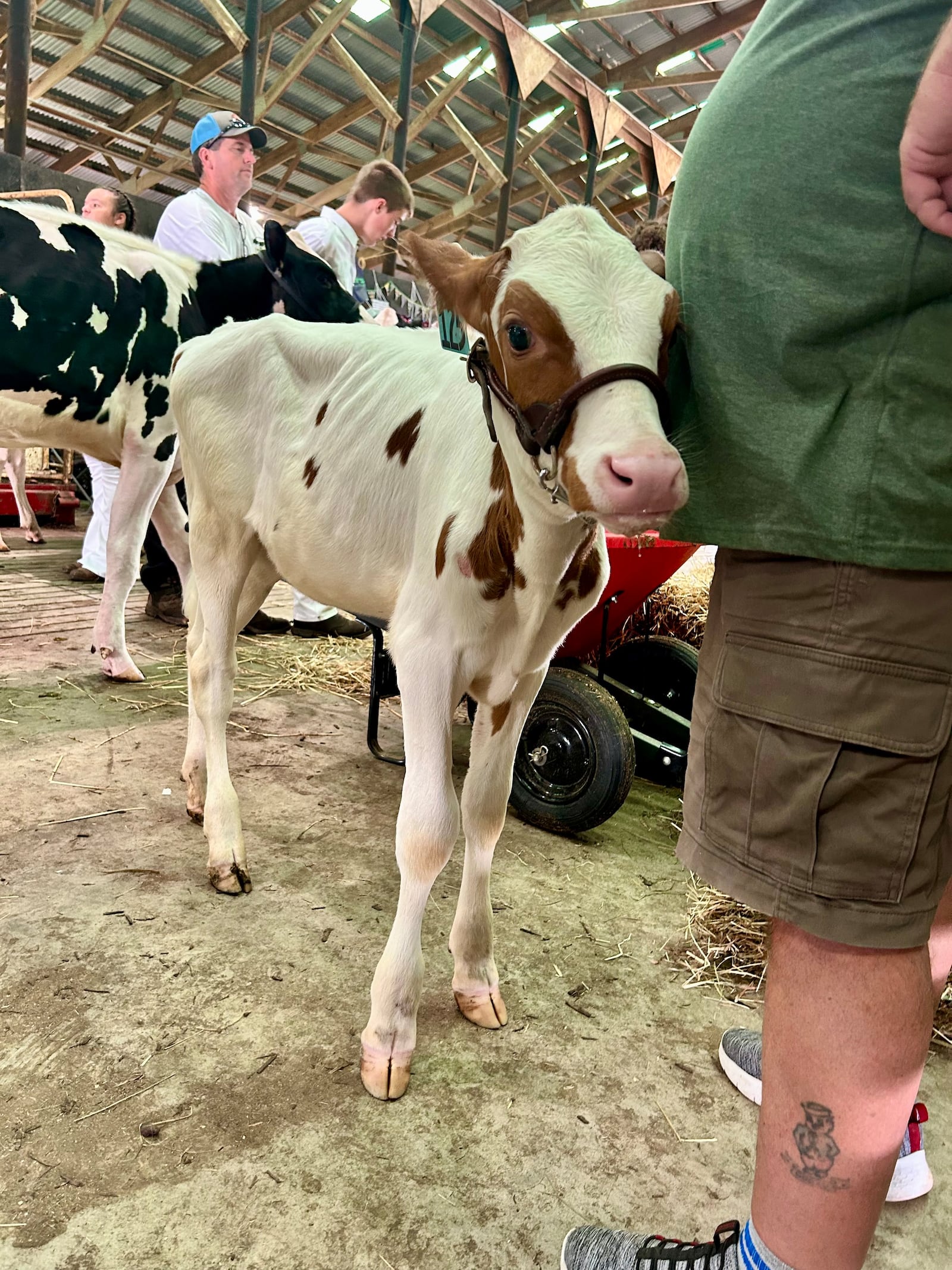 A dairy cow prepares for its turn at the open dairy show Monday, July 21 2025. TAYLOR STUMBAUGH/ STAFF