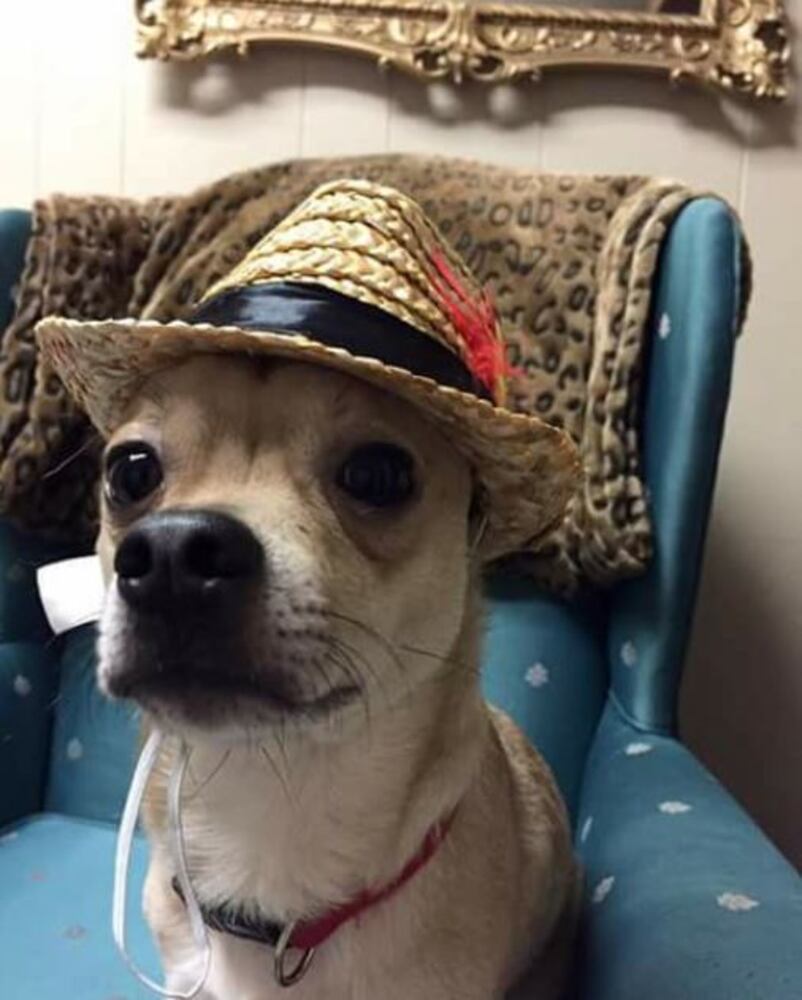 PHOTOS: Local pets ready for Halloween