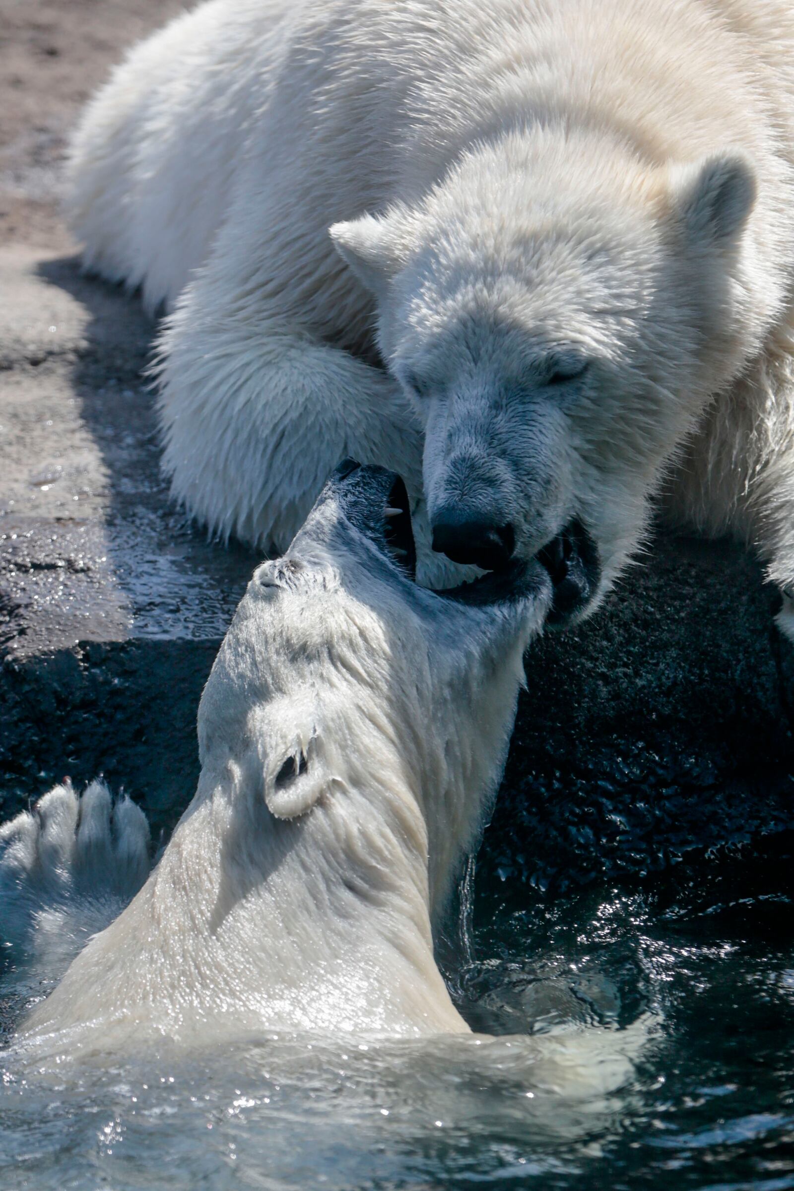 Neva, bottom, a 16-month-old female polar bear, plays with her twin brother, Nanuq, at the Columbus Zoo and Aquarium in Powell, Ohio. [Joshua A. Bickel/Dispatch]