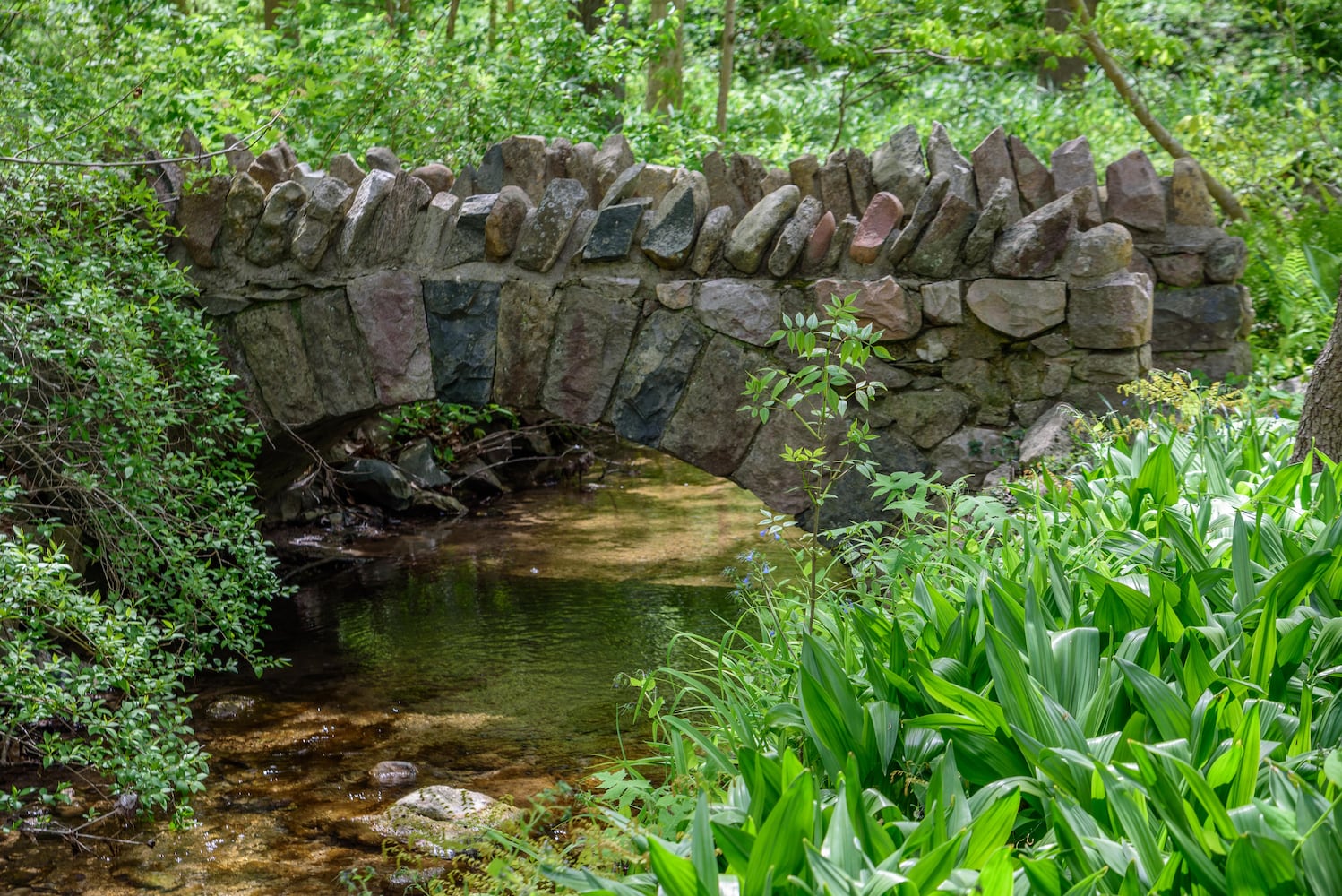 PHOTOS: Gorgeous Aullwood Garden is in full bloom