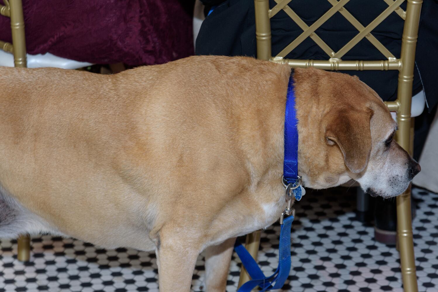 PHOTOS: Did we spot you at the Pet Afflaire Gala at the Dayton Arcade?