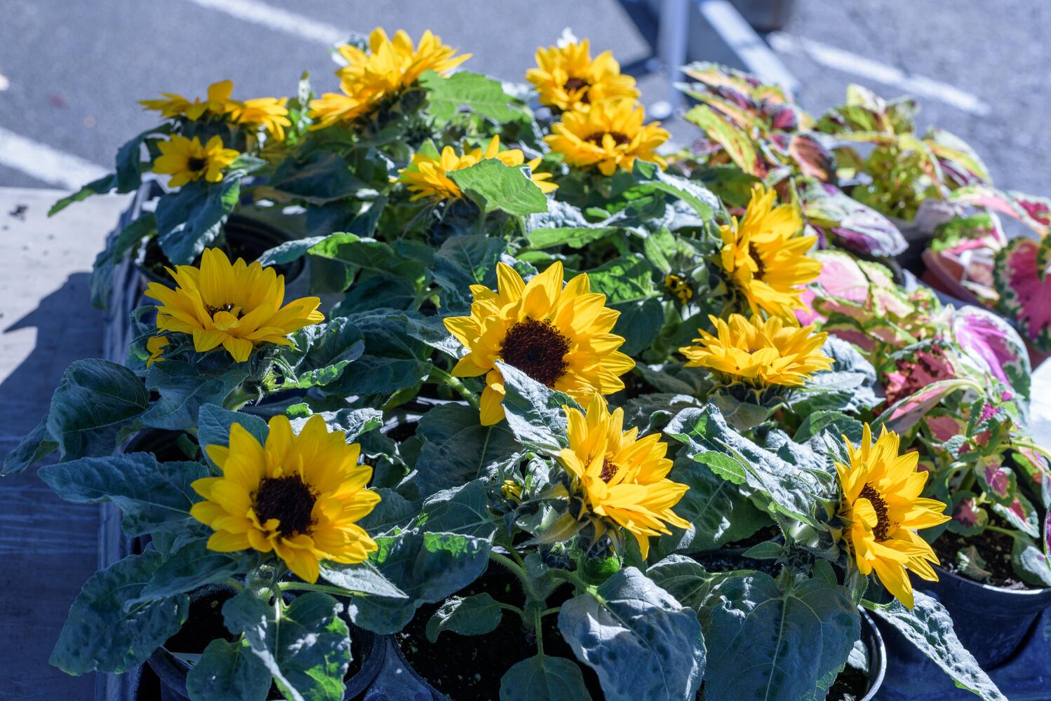 PHOTOS: 2nd Street Market's Outdoor Market Season Kickoff