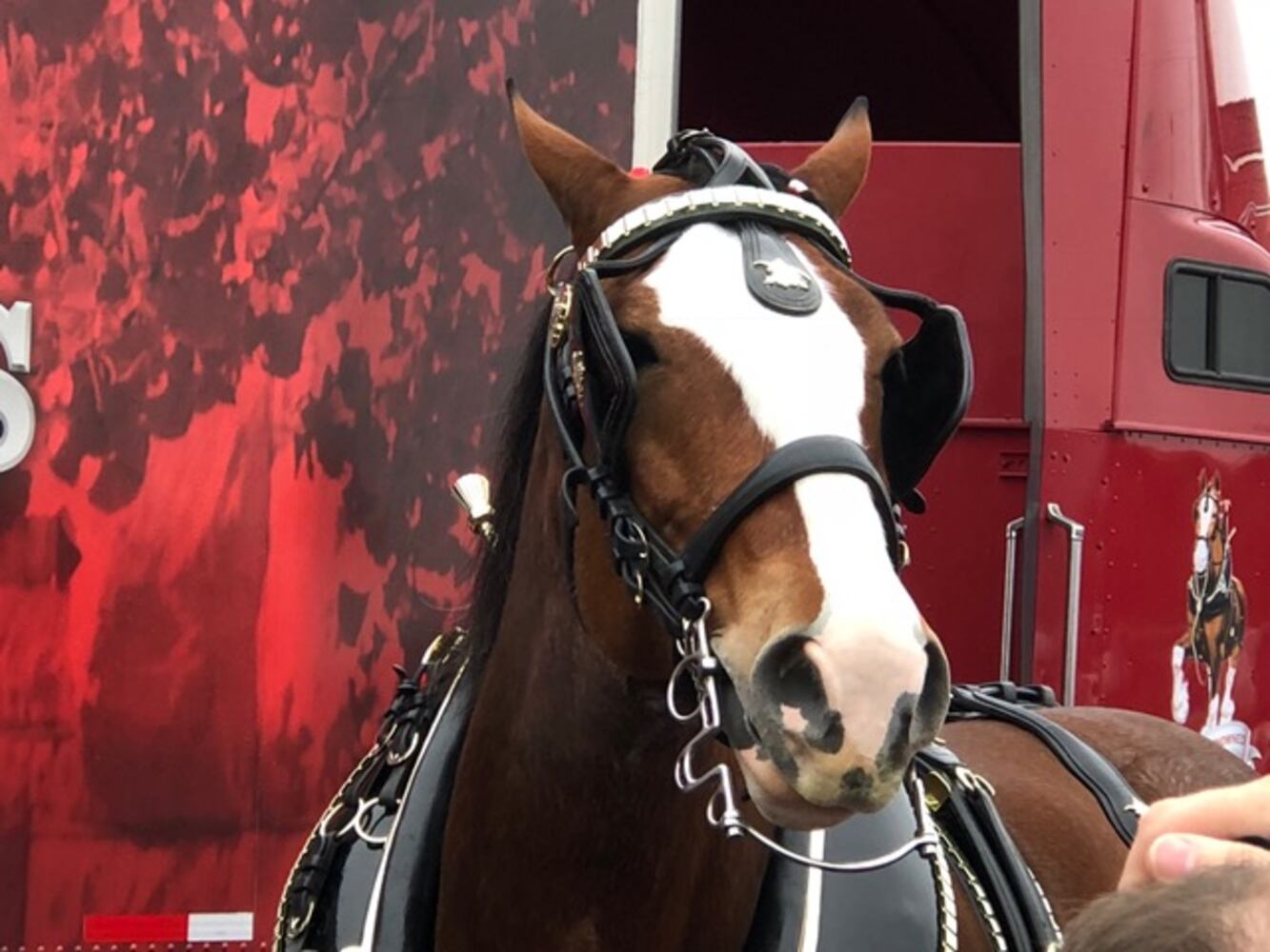 PHOTOS: The Budweiser Clydesdales are in Dayton