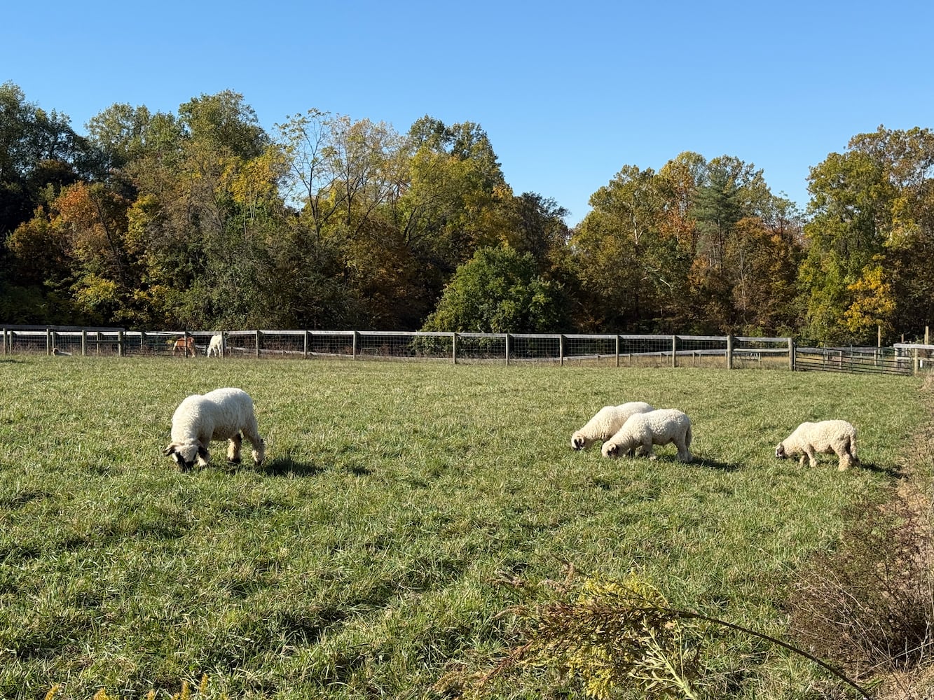 Aullwood Audubon Construction