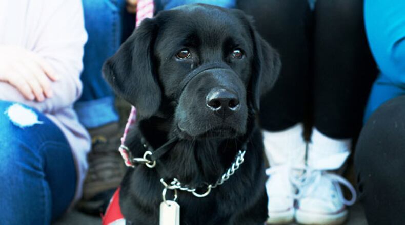UD students can de-stress from exams this week with the help of therapy dogs on campus.