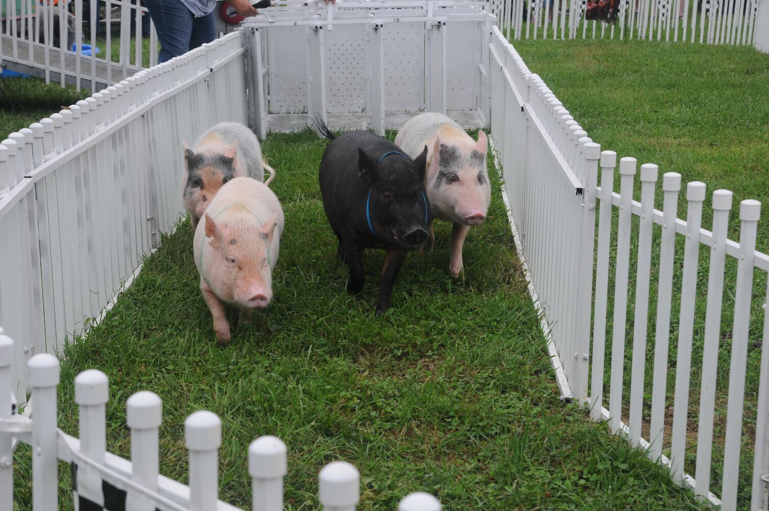 PHOTOS: Did we spot you at the Preble County Pork Festival?