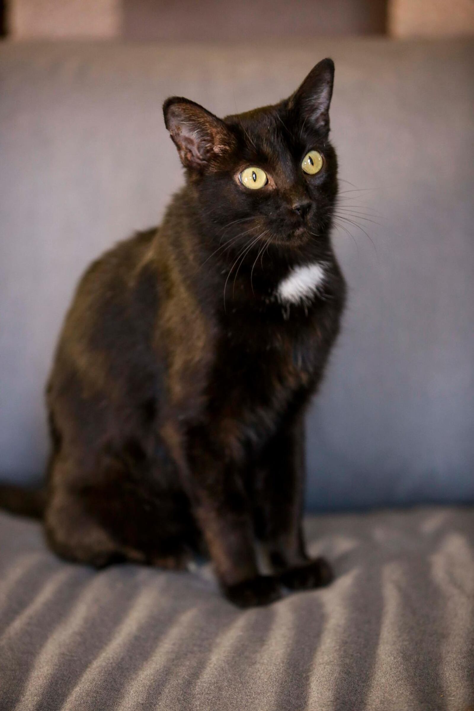 If all goes as planned, Dahlia from HALO K9 Behavior Consultation will be one of Gem City Catfe's first tenants.  Photo: Gem City Catfe.