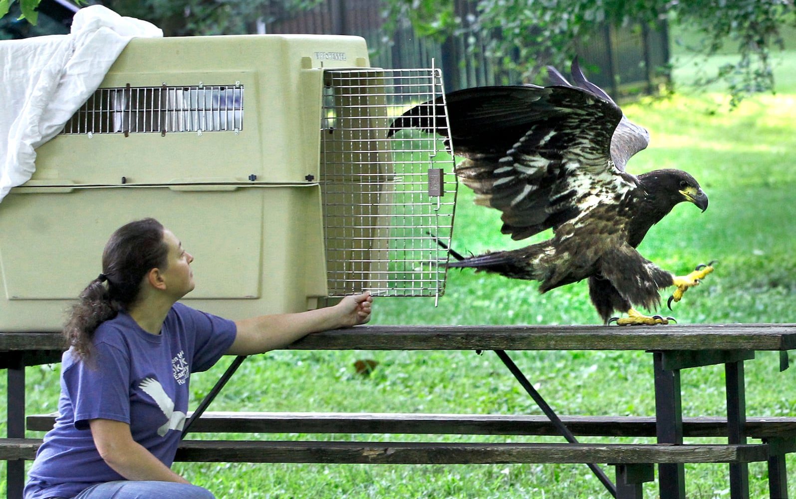 PHOTOS: Prairie, the juvenile bald eagle, is released back into Carillon Historical Park