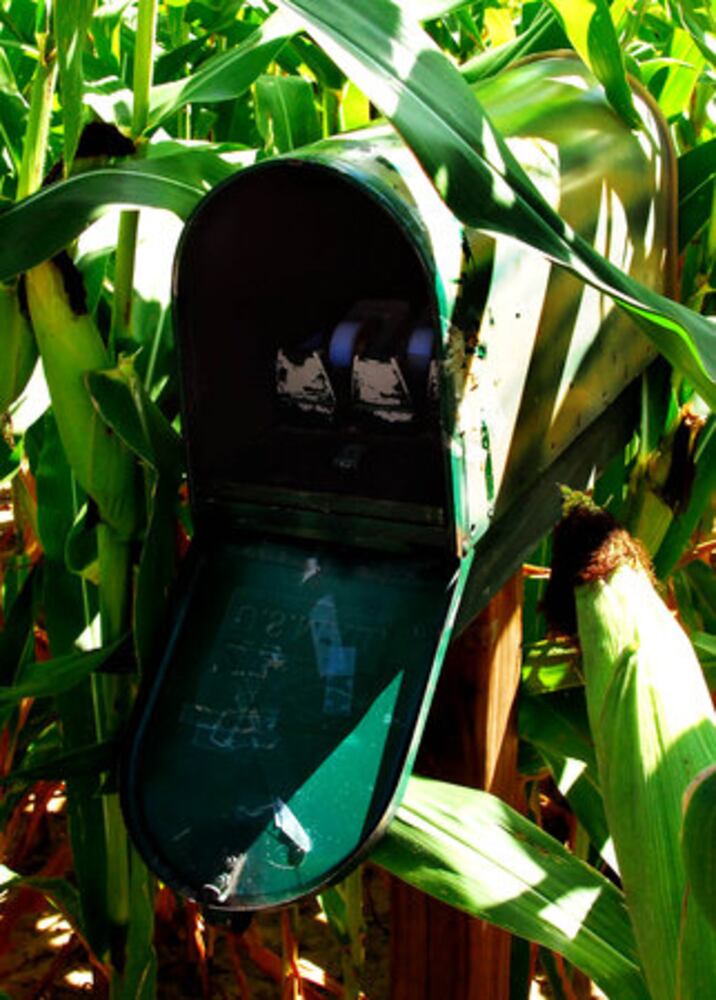 Tom's Maze corn maze opens