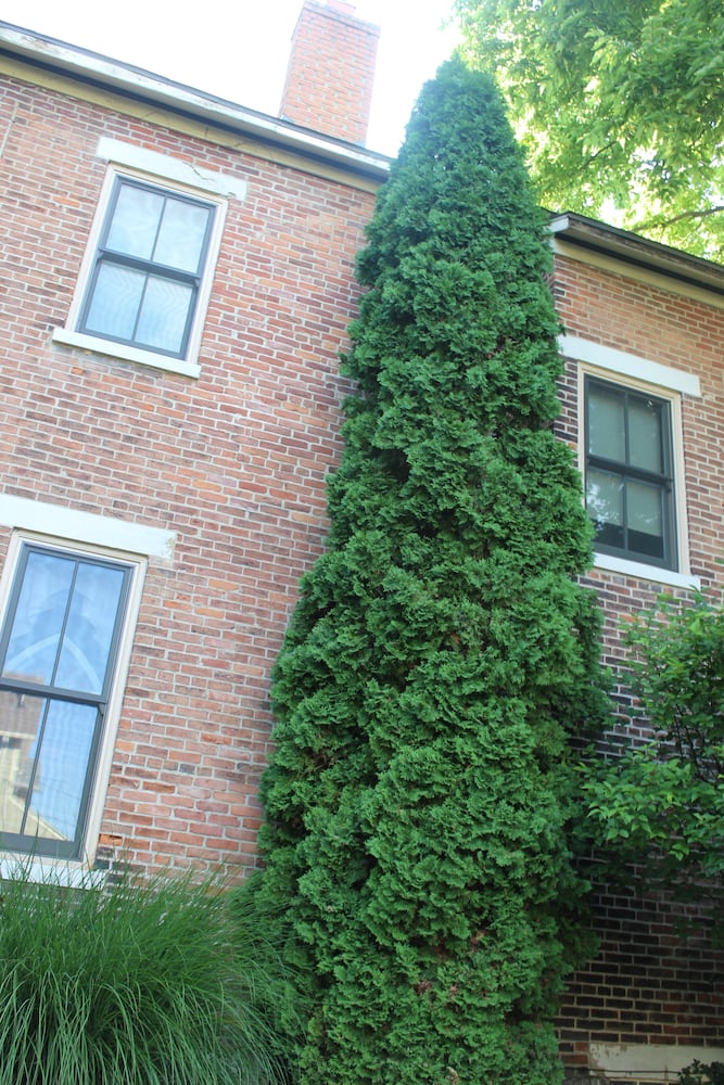 Tobin Denney's spectacular, not so secret St. Anne's garden