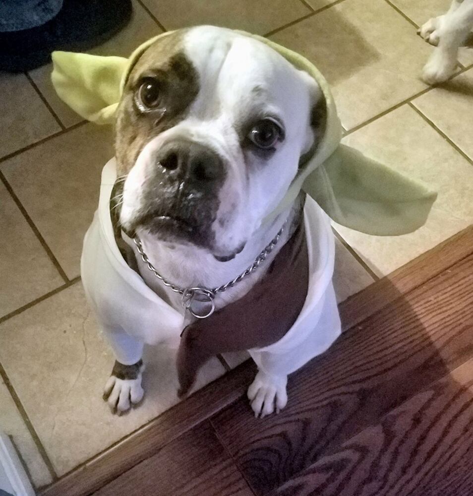 PHOTOS: Local pets ready for Halloween