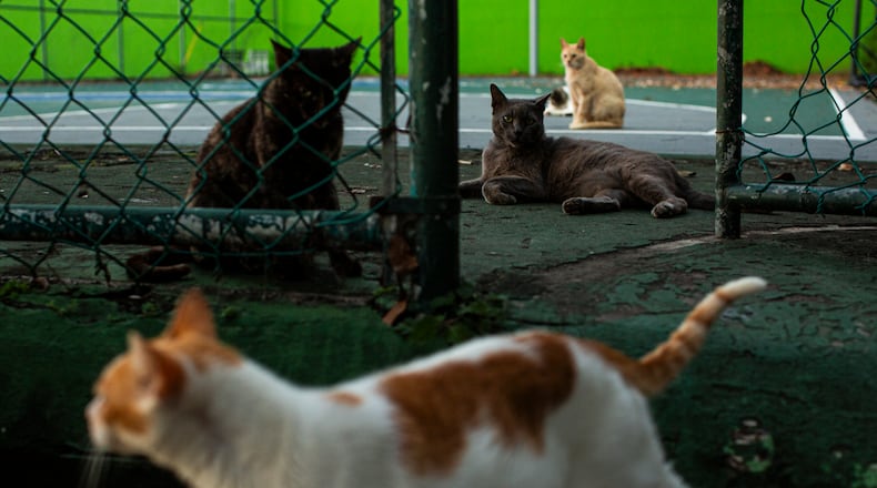 Fairborn plans to sign deals with two animal control organizations to address issues with stray cats and dogs. (Erika P. Rodriguez/The New York Times)
