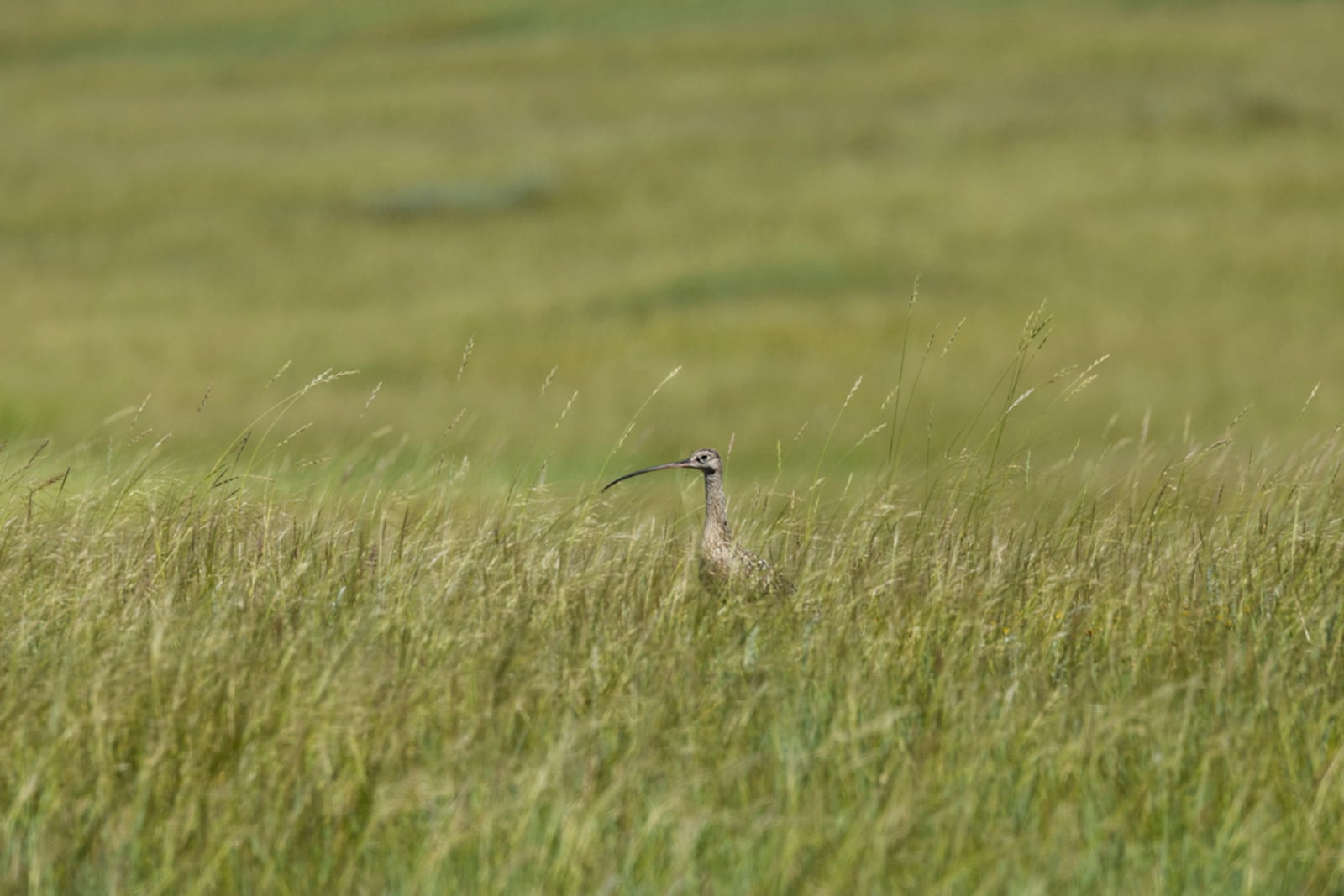 This photo provided by the Smithsonian in June 2024 shows a long-billed curlew at the Fort Belknap Indian Community in Montana. (Brett Kuxhausen/Smithsonian's National Zoo and Conservation Biology Institute via AP)