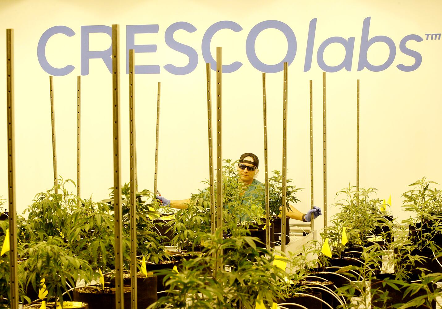 Sneak peek: Cresco Labs medical marijuana cultivator in Yellow Springs