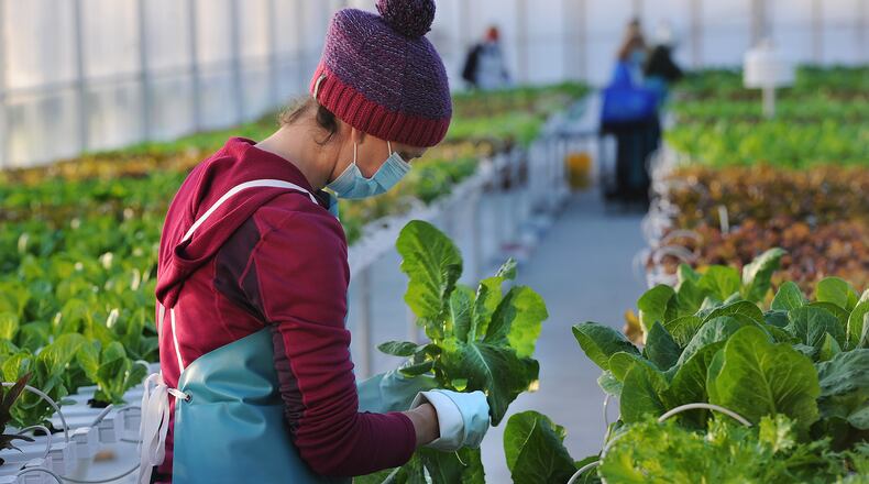 Anna Vinson, a volunteer at the Dayton Foodbank helps with the harvesting of the first organic heads of lettuce and greens, produced in the recently built Beverly K. Greenehouse, on Monday morning, Dec. 20, 2021. The Foodbank, like other area nonprofits, faced a challenging 2021, but was helped by an "incredibly supportive donor base." MARSHALL GORBY\STAFF