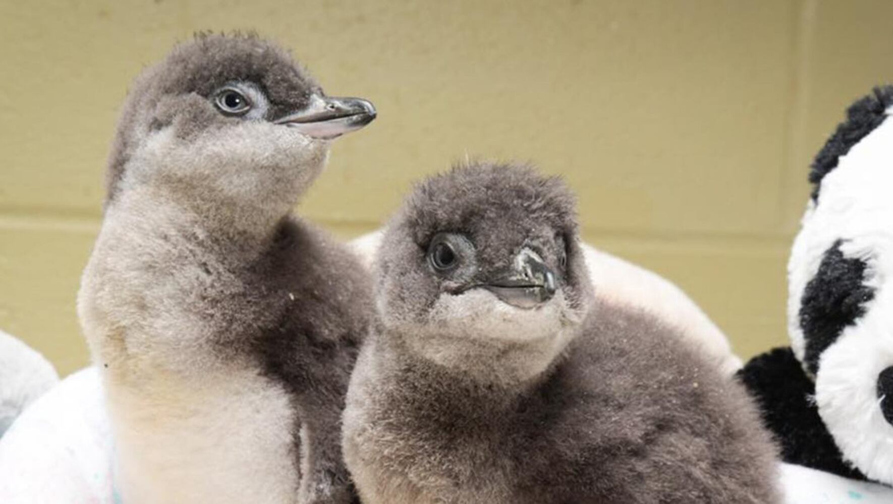 PHOTOS: Those adorable faces! Celebrating Cincinnati Zoo babies