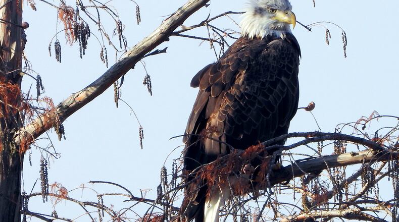 A nomadic four-year-old bald eagle perches in the trees at Wegerzen Gardens MetroPark. The broken tree branches and open spaces between the Stillwater River and Jay Lake within the park are attractive to eagles who navigate in with six to seven-foot wide wing spans. JIM WELLER / CONTRIBUTED PHOTO