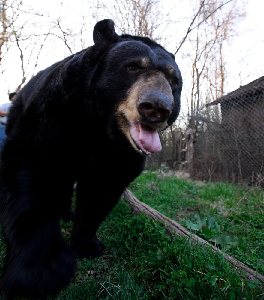 Buddy the bear