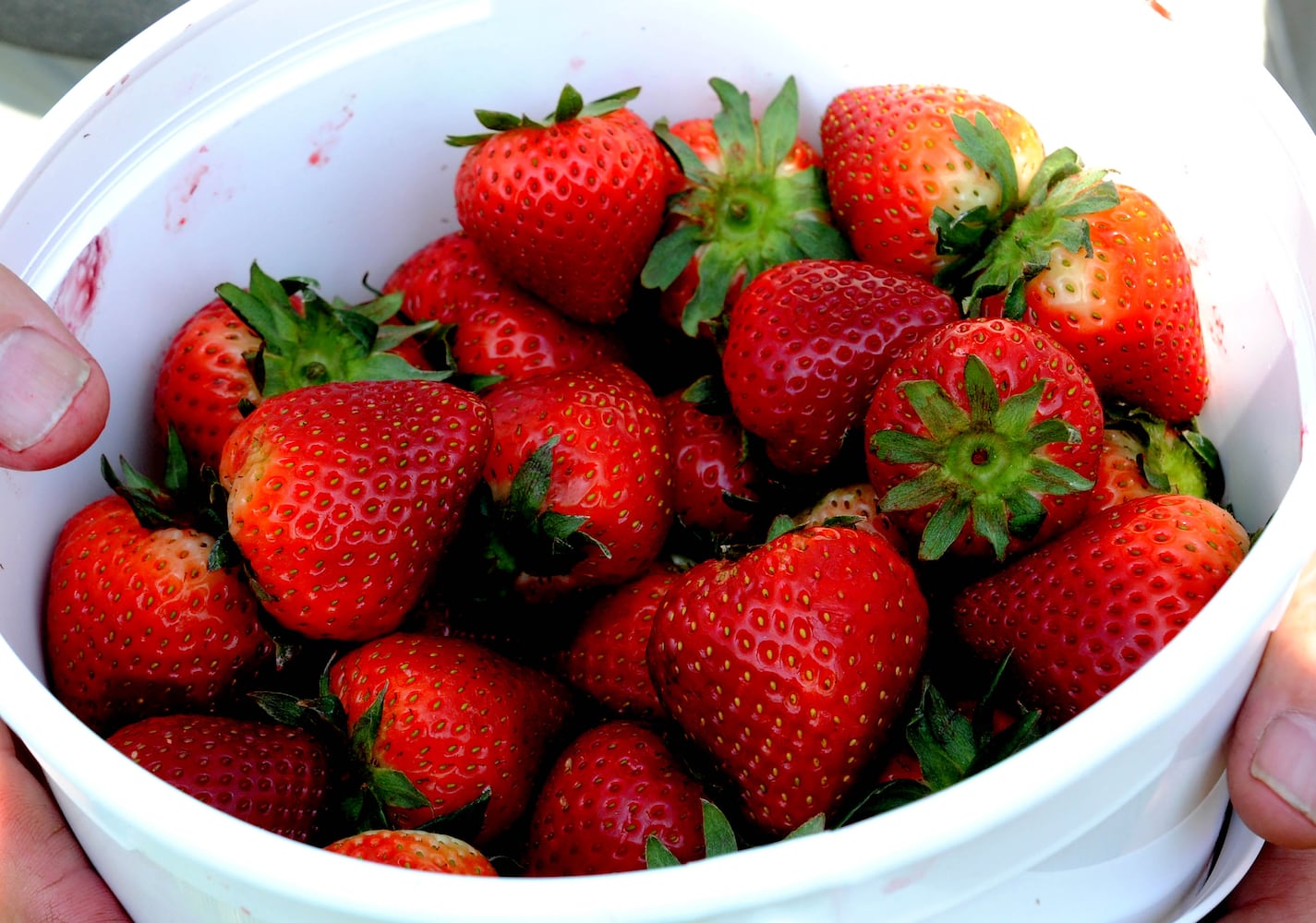 PHOTOS: Did we spot you having a BERRY good time at the Troy Strawberry Festival?