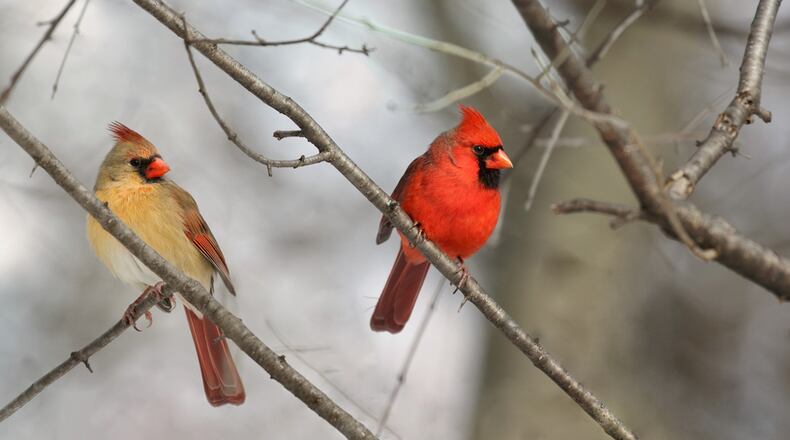 By the end of the week, Clark County residents may begin hearing the mating calls of cardinals half an hour before sunrise. CONTRIBUTED