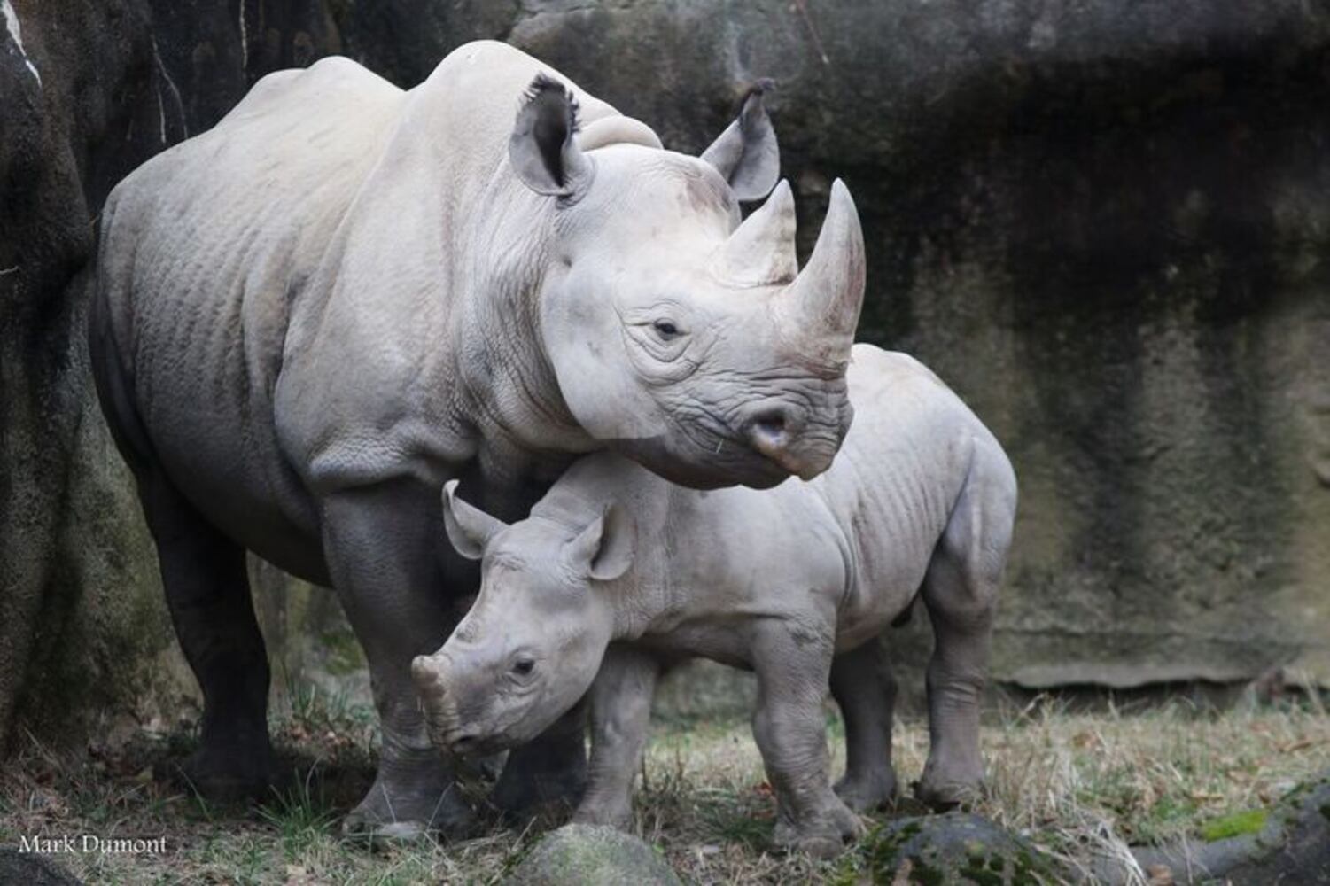 PHOTOS: This first look at Cincinnati Zoo's Zoo babies will be the best part of your day