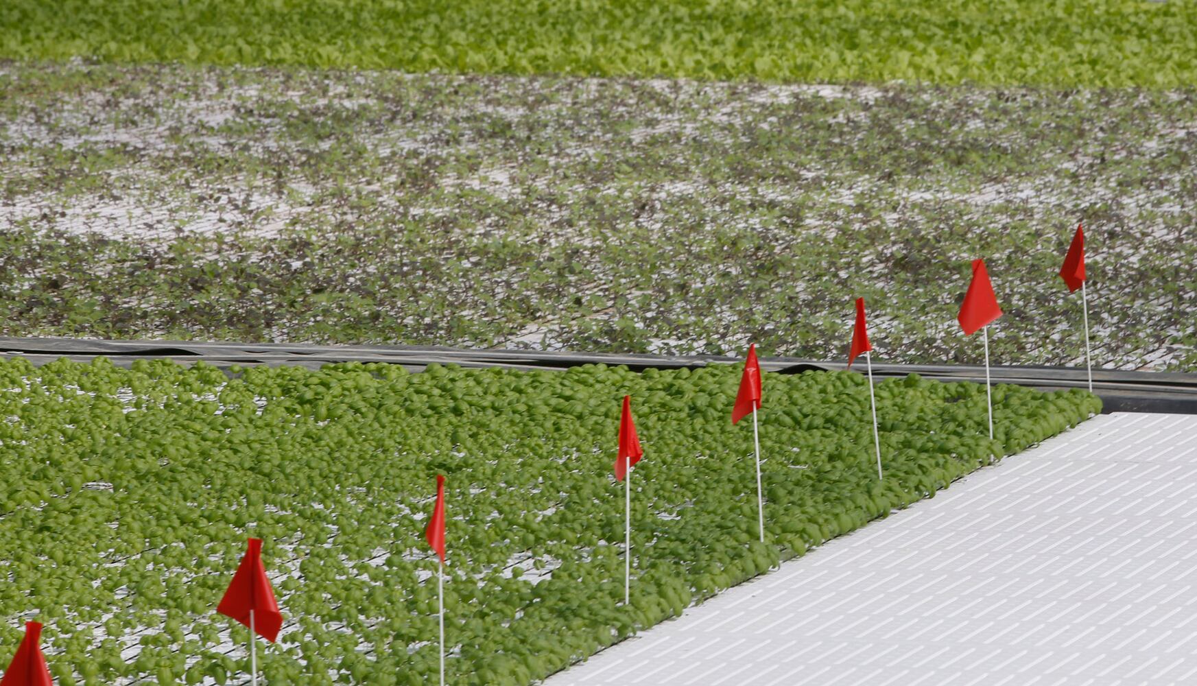 BrightFarms Ohio Greenhouse harvests first hydroponic greens in Wilmington