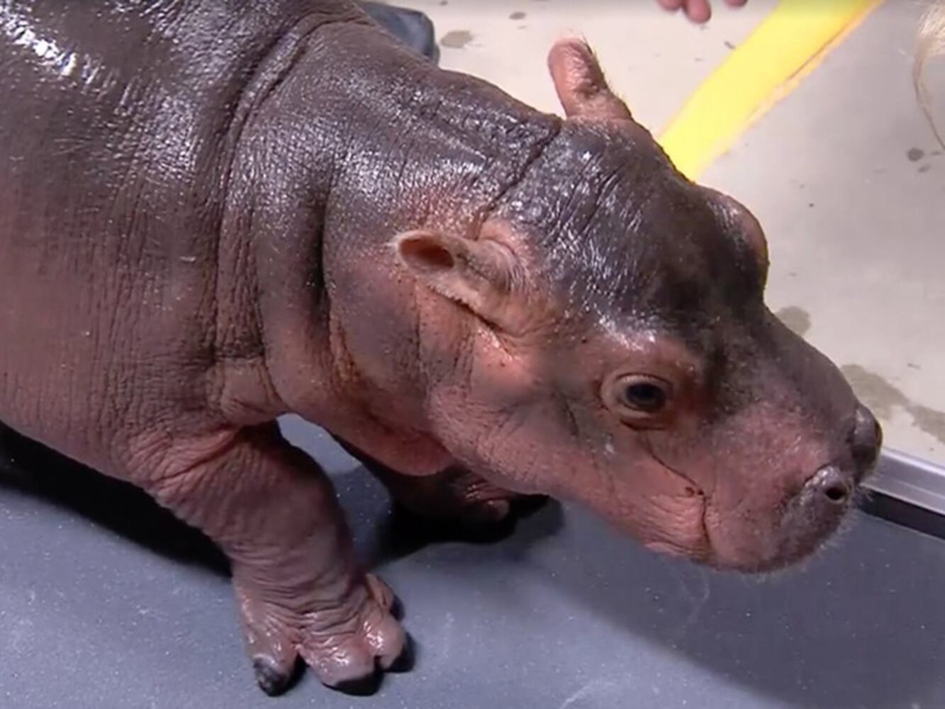 Fiona goes for a swim — and the Internet goes crazy
