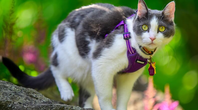 Pip was adopted from Francis Kennels Rescue and is one of the local charities we give to every Giving Tuesday. CONTRIBUTED