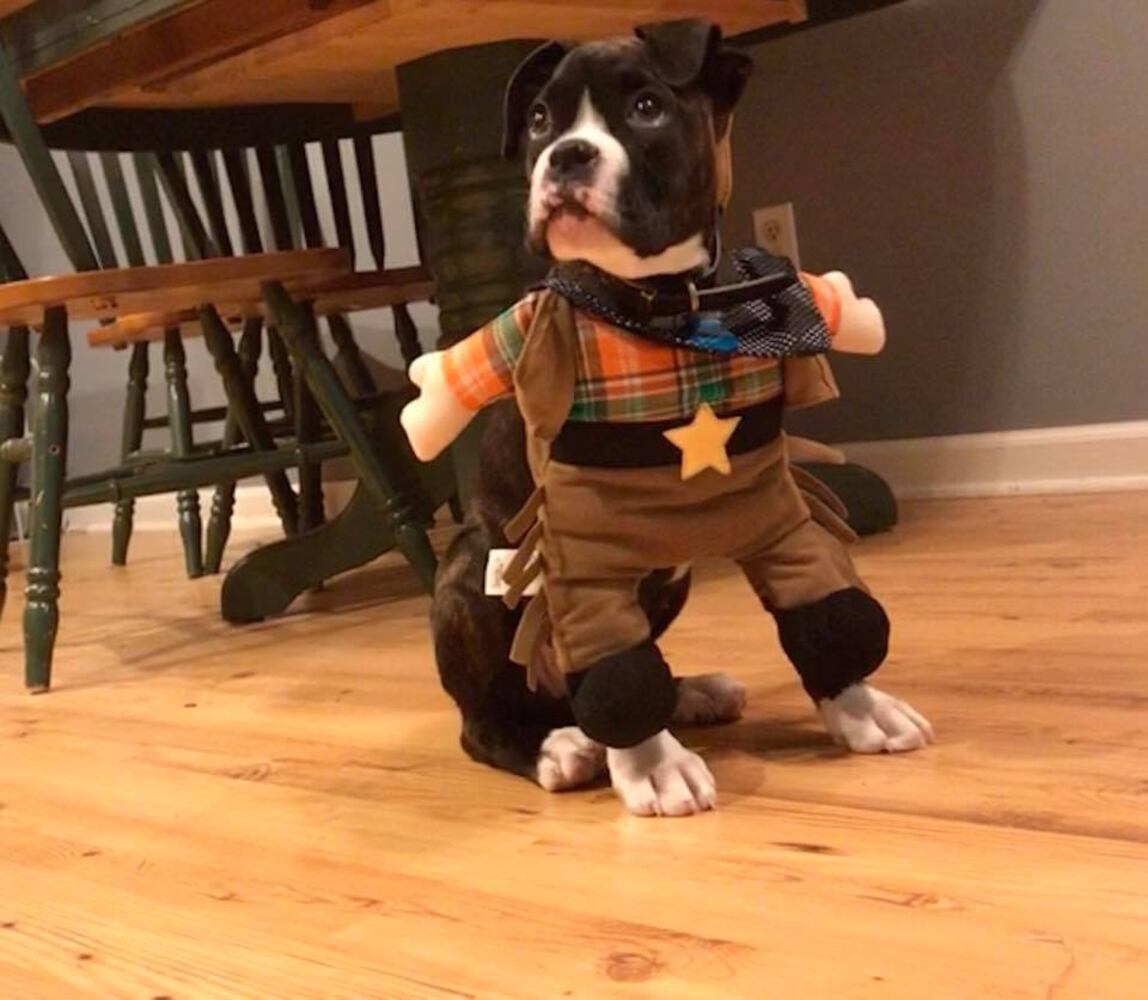 PHOTOS: Local pets ready for Halloween