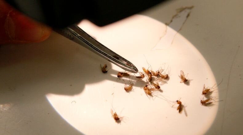 In 2013, mosquitoes were collected in Montgomery County are examined under a microscope. Public Health - Dayton & Montgomery County, performs a test in which mosquitoes are crushed up into a liquid form to see if any are infected with West Nile virus. LISA POWELL / STAFF