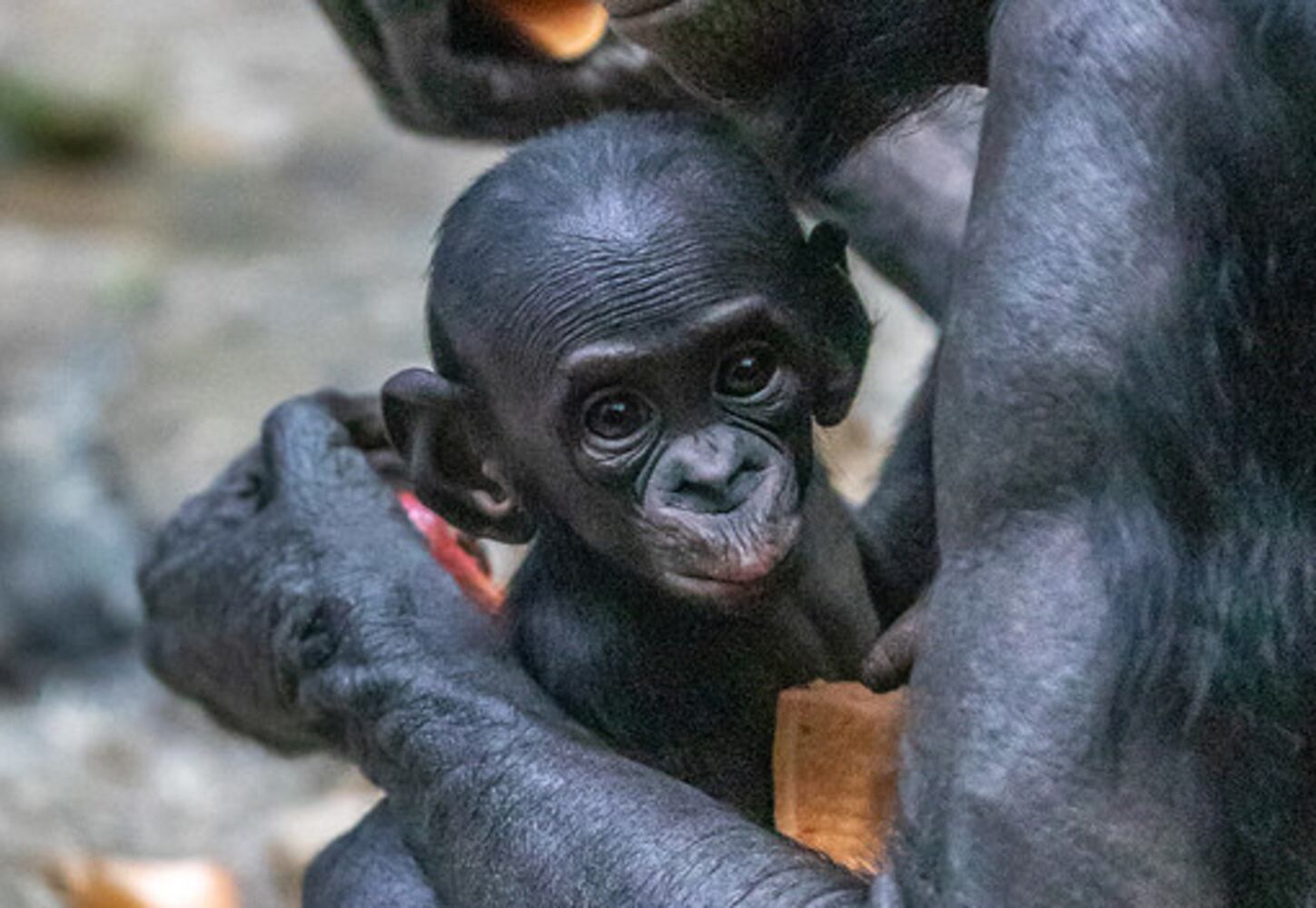 PHOTOS: Those adorable faces! Celebrating Cincinnati Zoo babies
