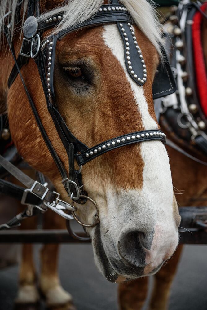 PHOTOS: Did we spot you at the Christmas in Historic Springboro Festival?