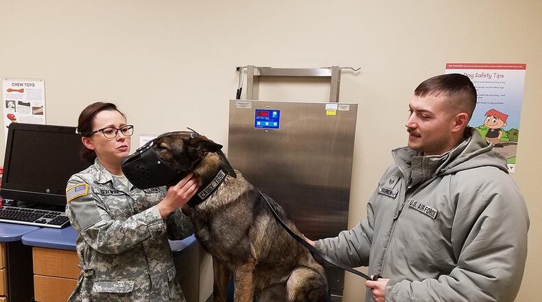 Army Capt. Cassandra Kerwin, veterinary doctor/branch chief and officer in charge of the veterinary clinic, 88th Medical Group, checks the lymph nodes of Casey, a military working dog who recently had surgery for a ruptured disk. Casey’s handler is Staff Sgt. Curtis Shannon with the 88th Security Forces Squadron. (U.S. Air Force photo/Laura McGowan)