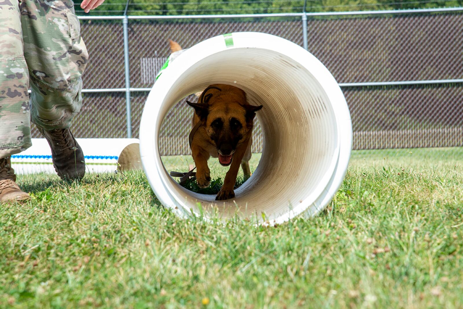 Military Working Dog Mesha, who is assigned to the 88th Security Forces Squadron, runs through a tunnel Aug. 18 alongside her handler, Staff Sgt. Matthew Watkins, on the new obstacle course at Wright-Patterson Air Force Base. U.S. AIR FORCE PHOTO/AIRMAN 1ST CLASS JACK GARDNER