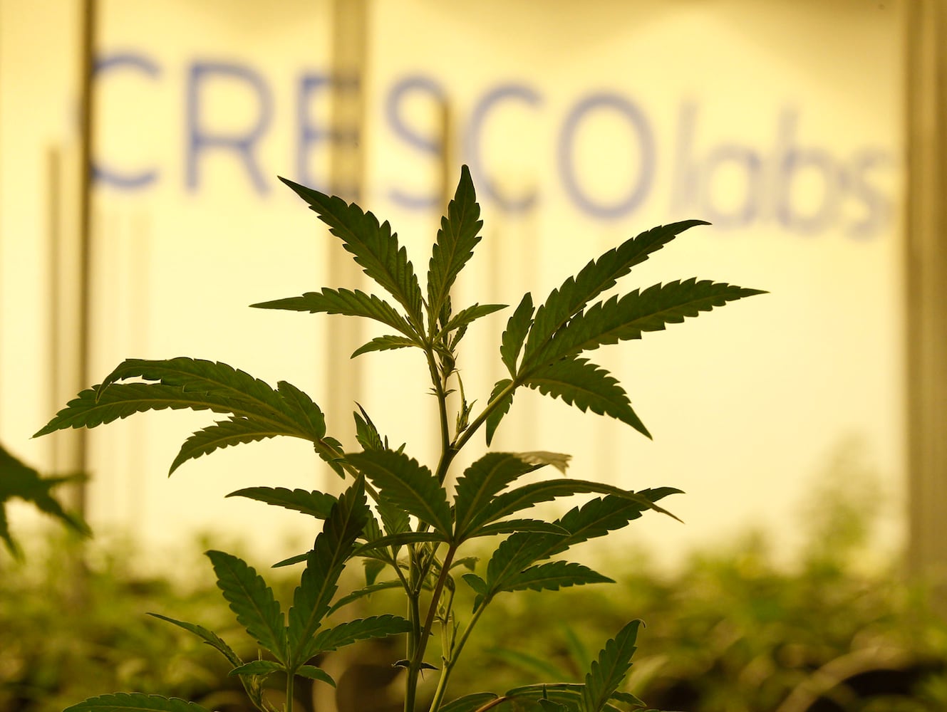 Sneak peek: Cresco Labs medical marijuana cultivator in Yellow Springs