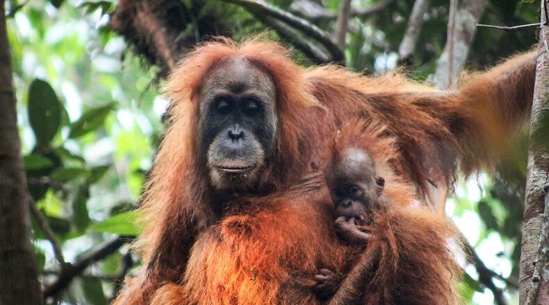 An undated handout photo made available by the Sumatran Orangutan Conservation Program (SOCP) shows a Tapanuli orangutan hanging on a tree in Batang Toru, Tapanuli, North Sumatra, Indonesia.