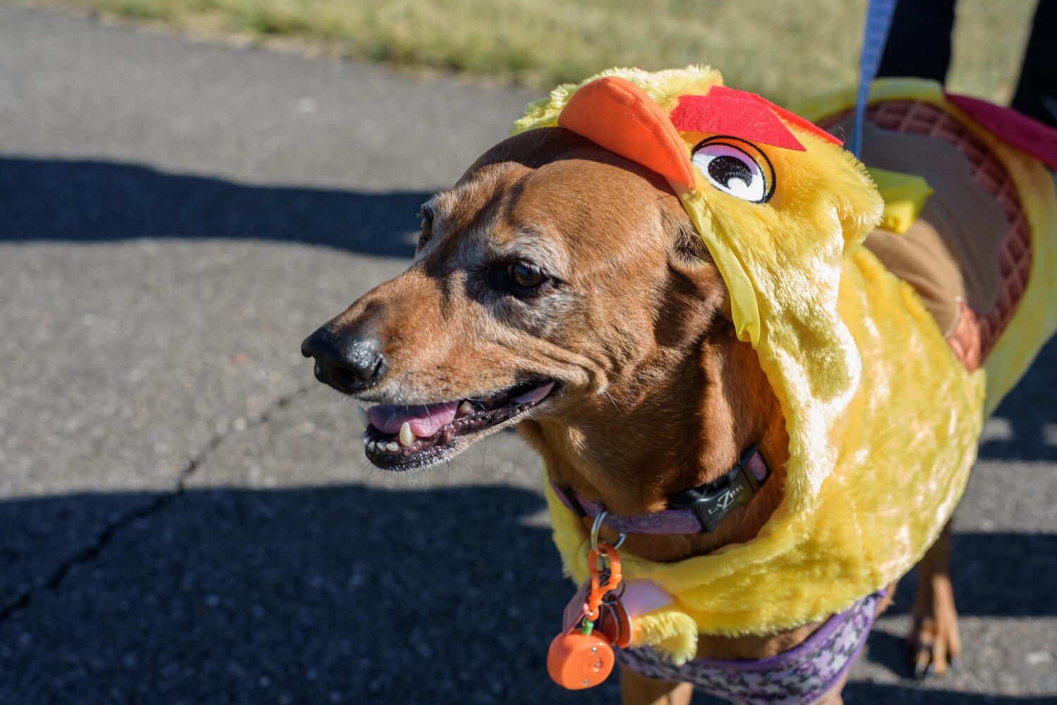 PHOTOS: Did we spot you and your dog at Wag-O-Ween at the Kettering Recreation Center?